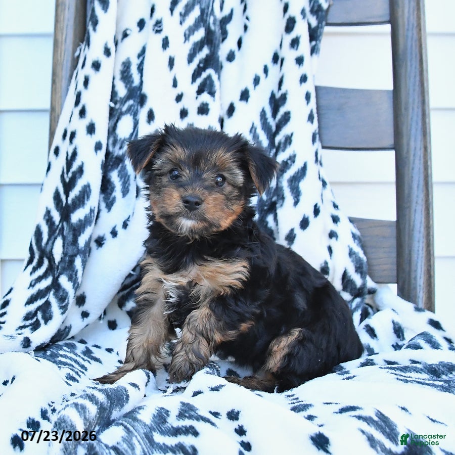 Yorkshire Terrier dogs Chips - Ad 2