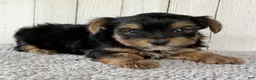 Yorkshire Terrier dogs for sale: Milo - Ad 4