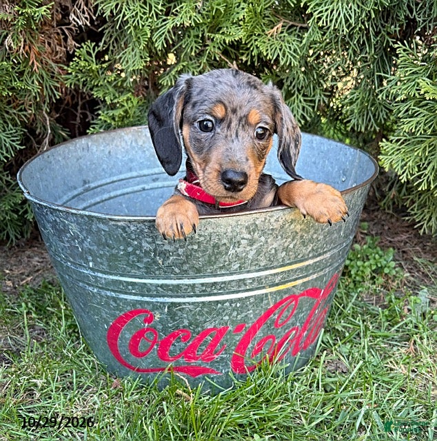 Dachshund dogs for sale: Preston - Ad 2