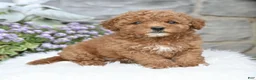 Havapoo dogs for sale: Aiden - Ad 1