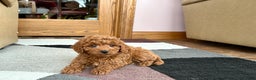 Cavapoo dogs for sale: Cavapoo male Puppy 2 - Ad 5