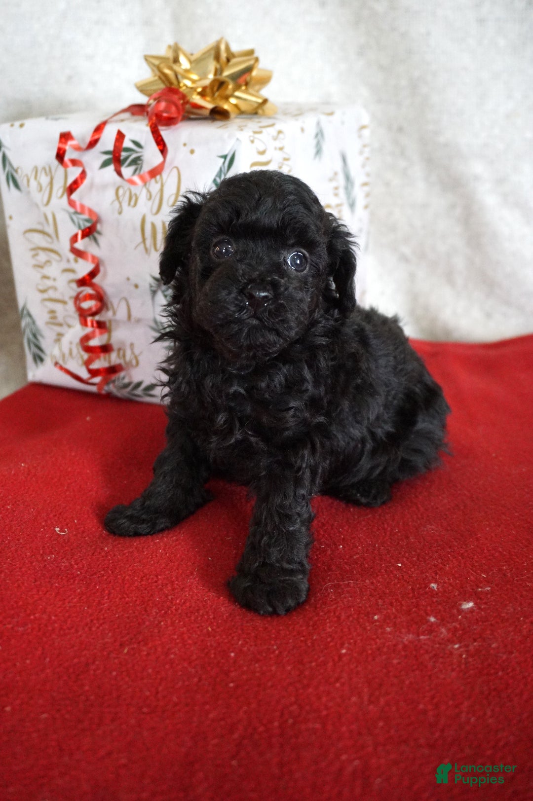 Toy Poodle dogs for sale: Lacy - Ad 1