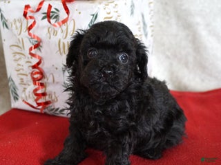 Toy Poodle dogs Lacy - Ad 30