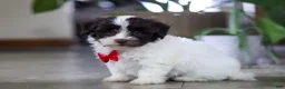 Havanese dogs for sale: Beau - Ad 3