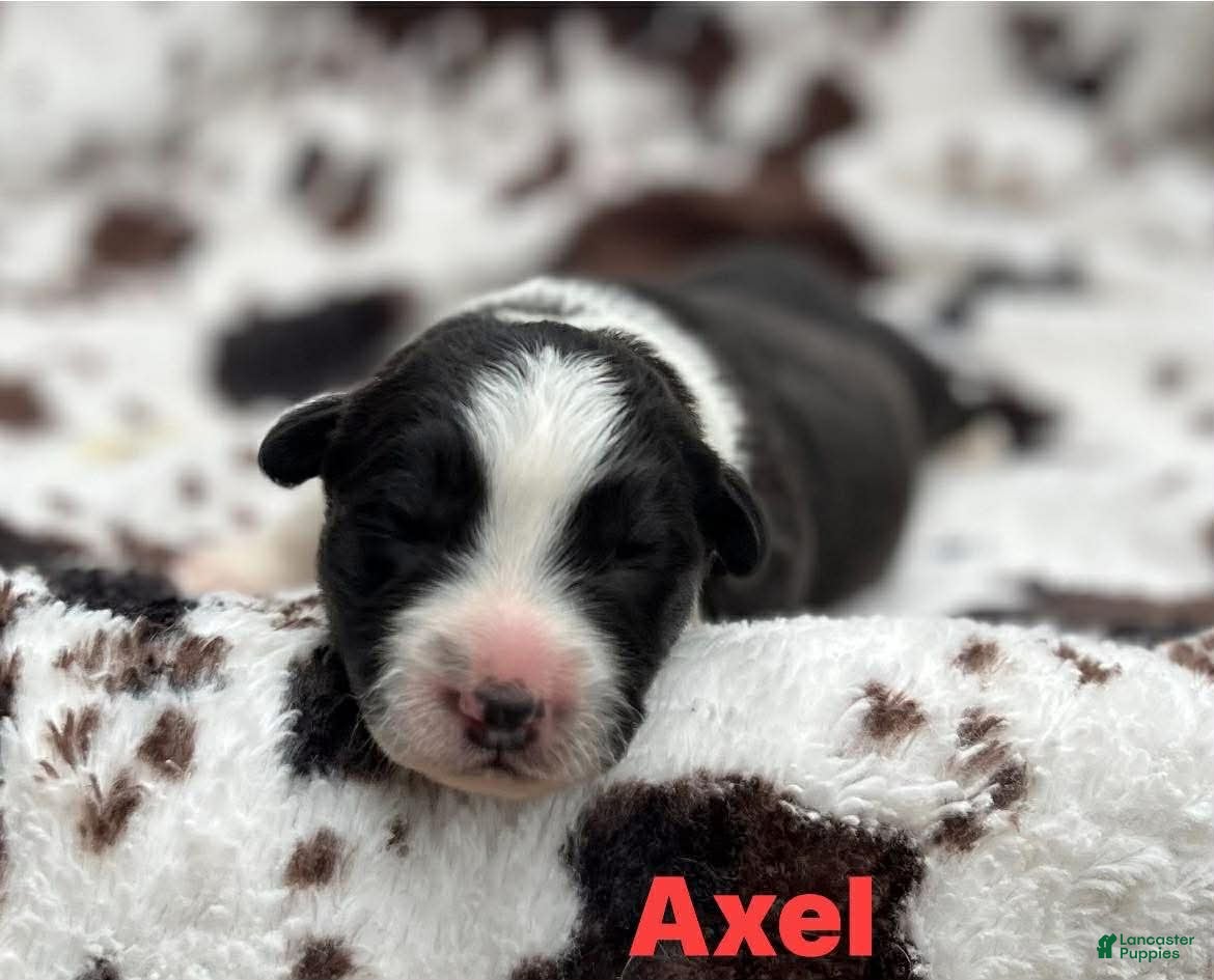 Welsh Corgi Cardigan dogs Axel - Ad 6