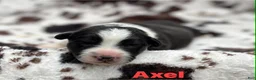 Welsh Corgi Cardigan dogs for sale: Axel - Ad 1