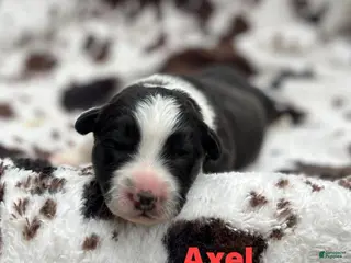 Welsh Corgi Cardigan dogs Axel - Ad 6