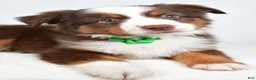 Miniature Australian Shepherd dogs for sale: Malaya - Ad 4