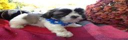 Shih Tzu dogs for sale: Shih Tzu 7 Kara - Ad 3