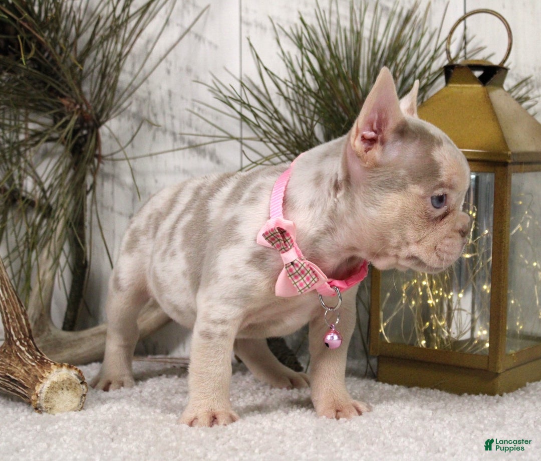 French Bulldog dogs for sale: Nugget - Ad 7
