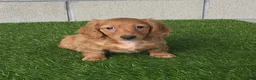 Miniature Dachshund dogs for sale: Sabrina - Ad 4