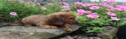 Miniature Dachshund dogs for sale: Zane - Ad 6