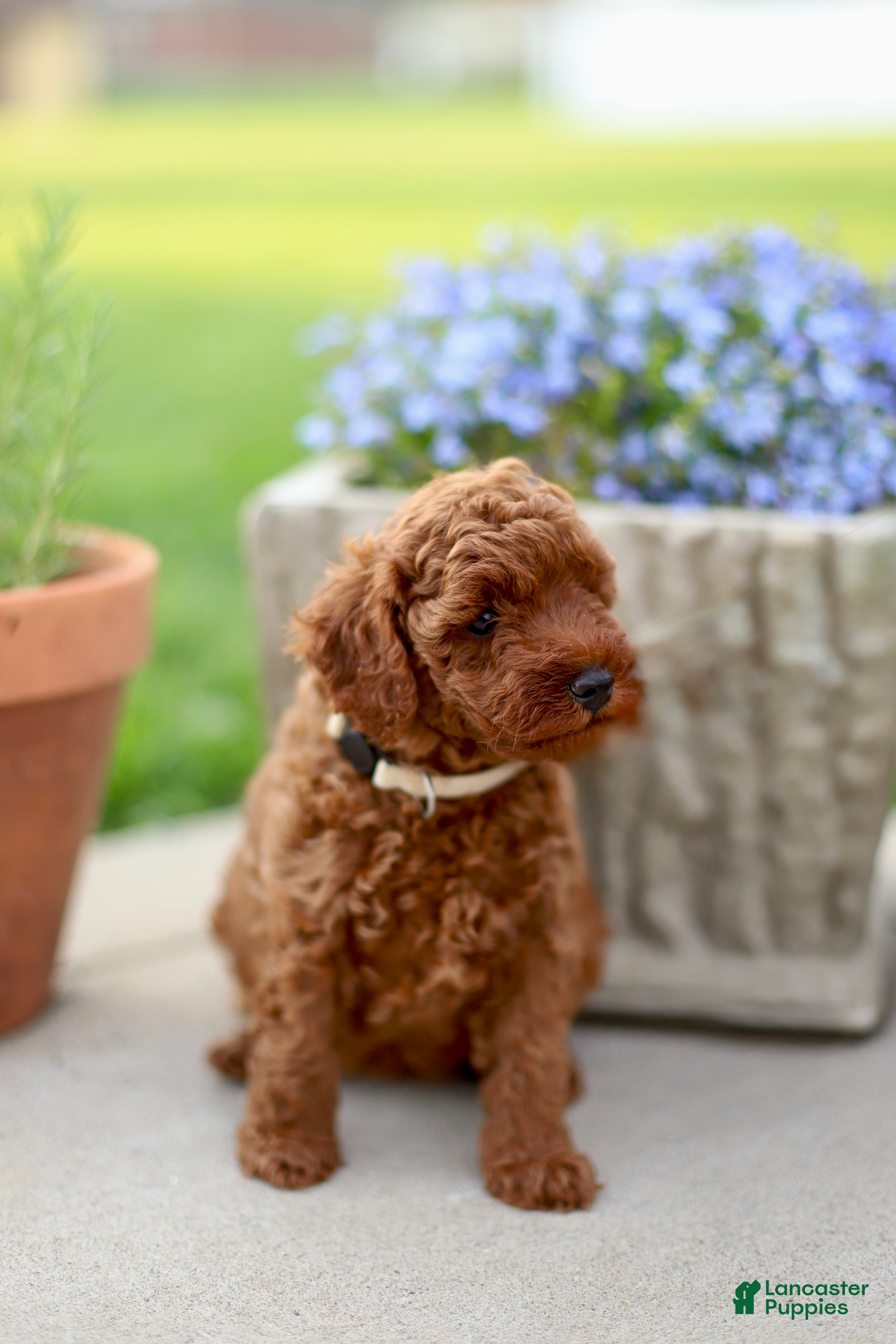 Mini Goldendoodle dogs Penny-Micro - Ad 24