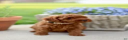 Mini Goldendoodle dogs for sale: Penny-Micro - Ad 1