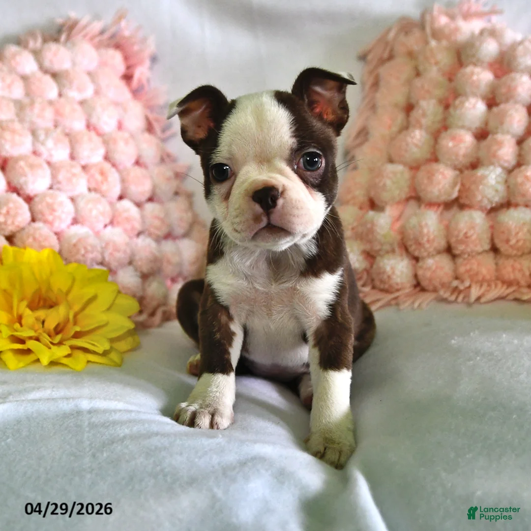 Boston Terrier dogs for sale: Dutchess - Ad 1