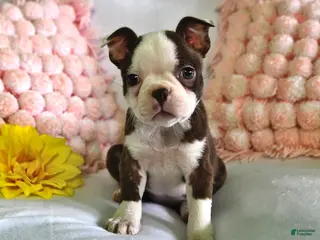Boston Terrier dogs for sale: Dutchess - Ad 4