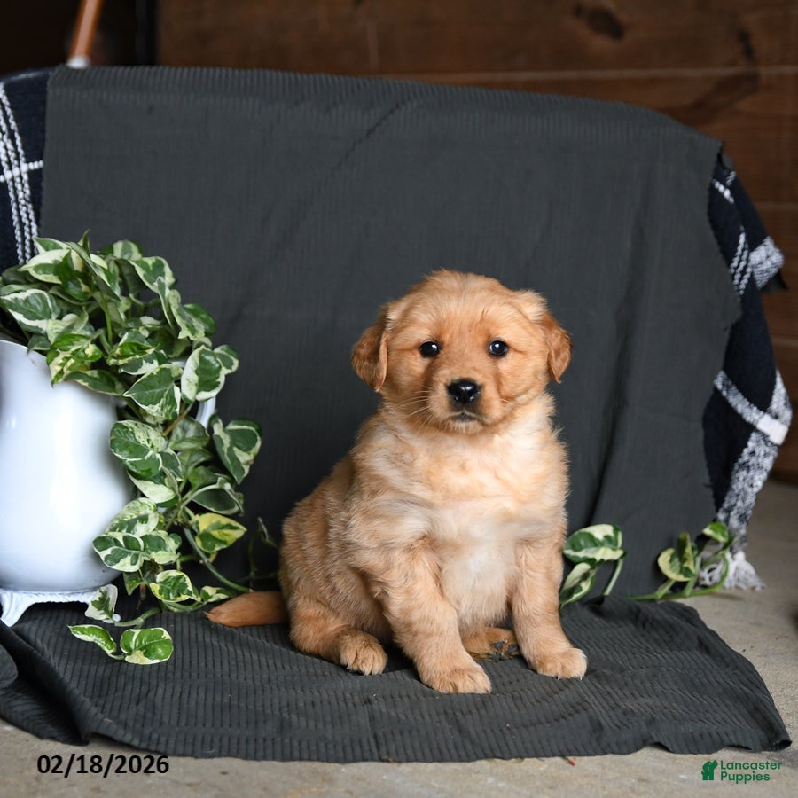 Golden Retriever dogs Roxy - Ad 2