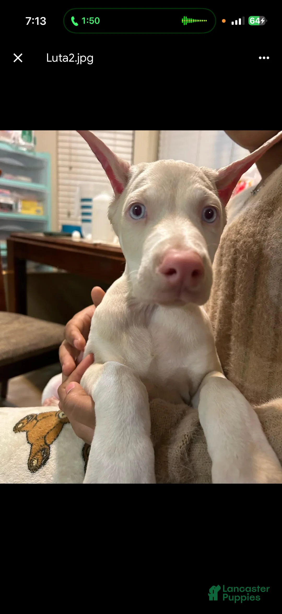 Doberman Pinscher dogs for sale: Doberman Pinscher Puppy 1 - Ad 2