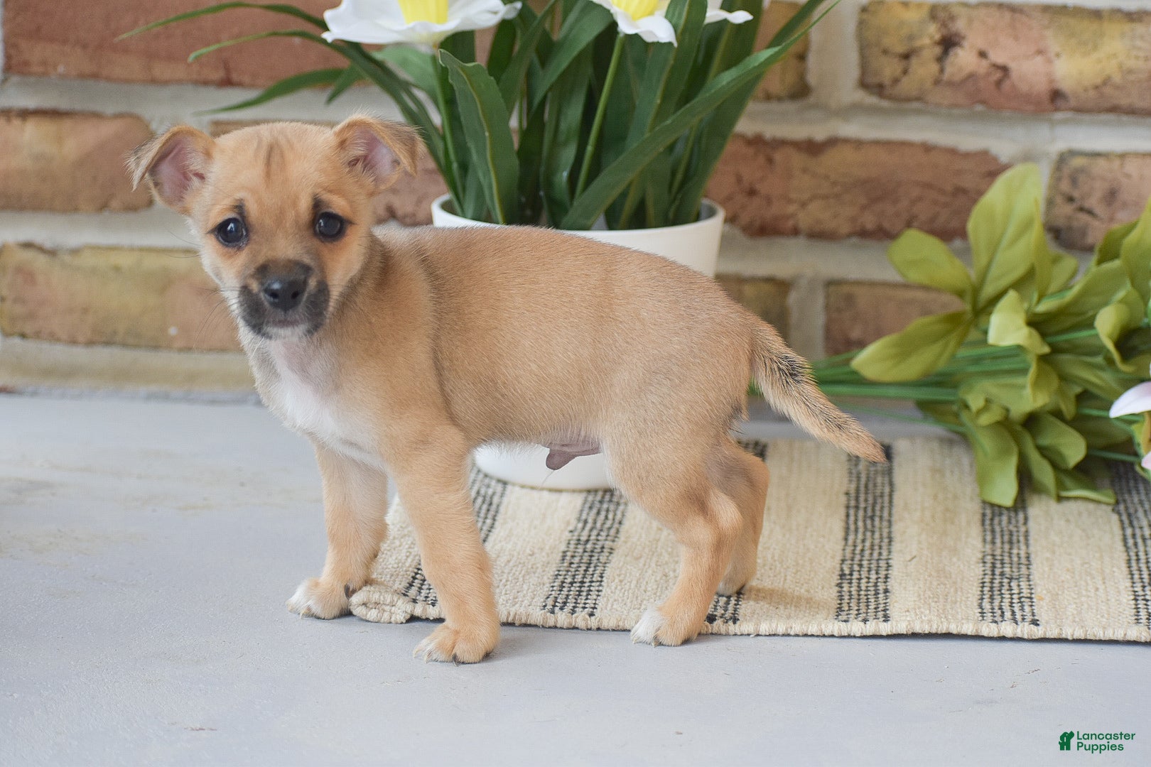 Chihuahua dogs Aiden - Ad 2