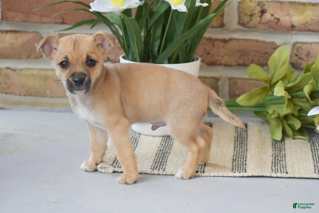 Chihuahua dogs for sale: Aiden - Ad 2