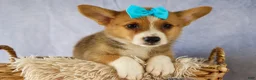 Welsh Corgi Pembroke dogs for sale: Yack 🐶  - Ad 6