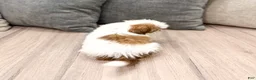 Shih Tzu dogs for sale: Camp - Ad 5