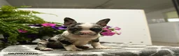 Boston Terrier dogs for sale: Gretchen - Ad 5