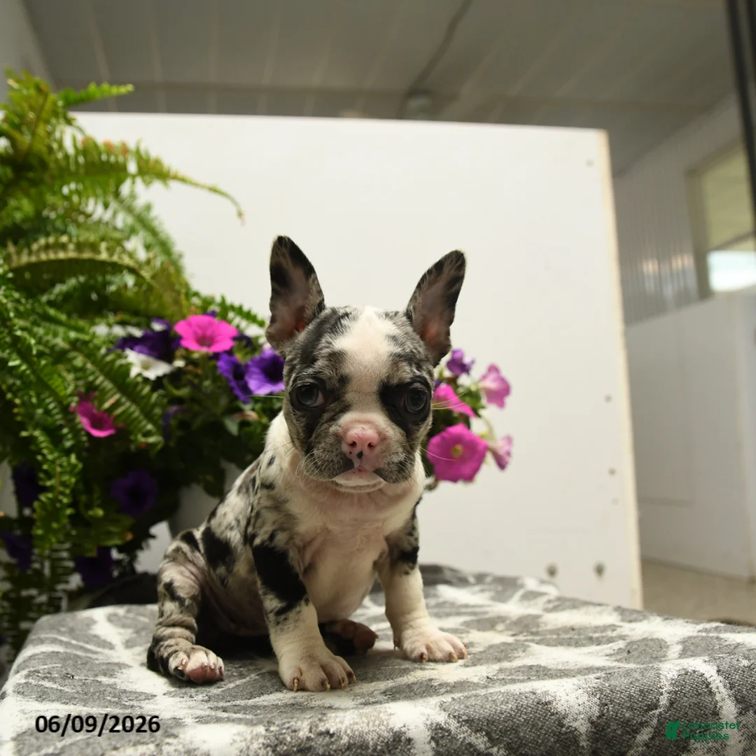 Boston Terrier dogs for sale: Gretchen - Ad 5