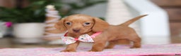 Miniature Dachshund dogs for sale: Beth - Ad 7