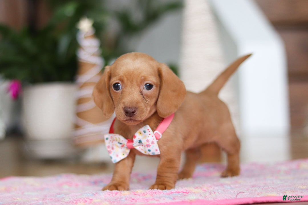 Miniature Dachshund dogs for sale: Beth - Ad 7