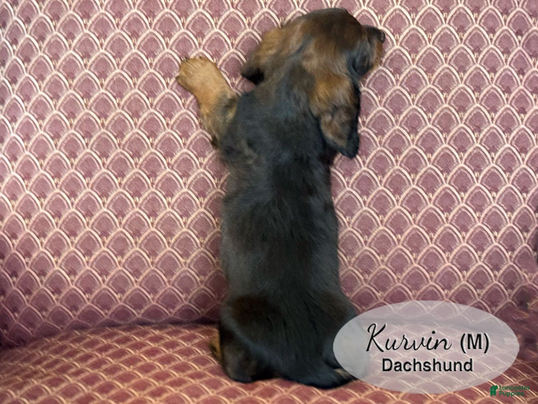 Dachshund dogs for sale: Kurvin - Ad 5