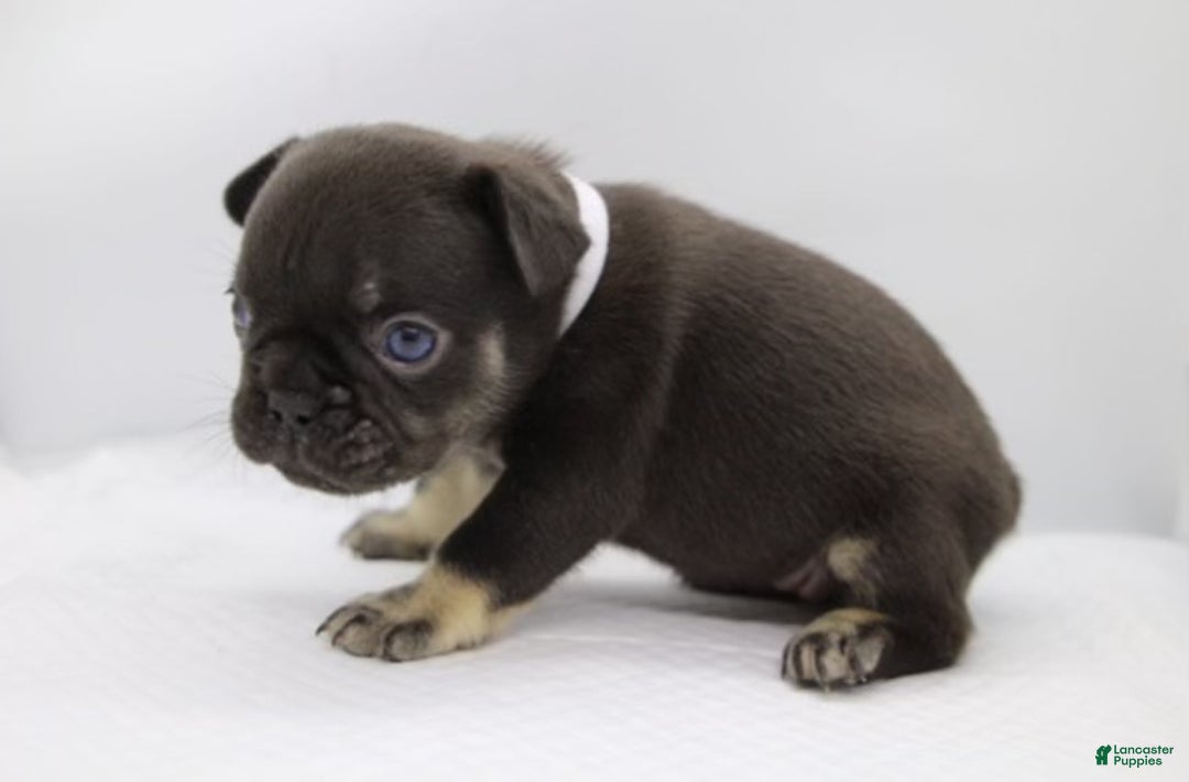 French Bulldog dogs for sale: Blue - Ad 13