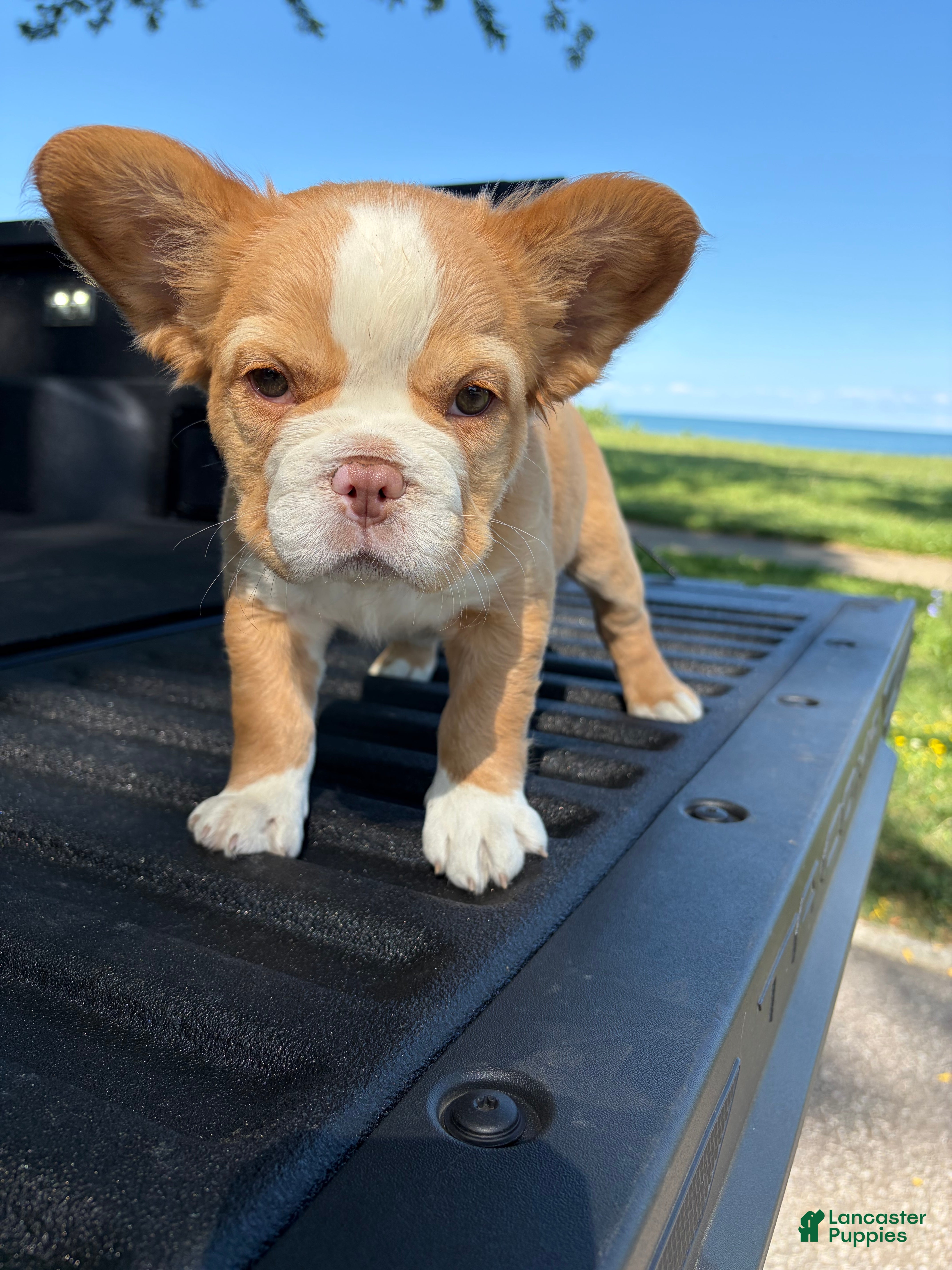 French Bulldog dogs French Bulldog 2 - Ad 2