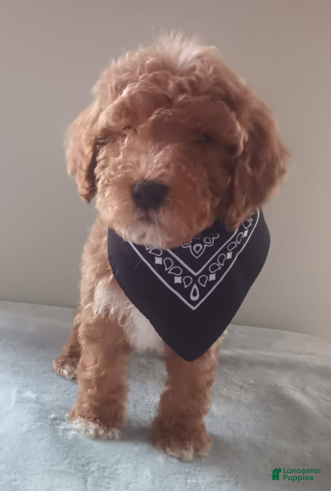 Goldendoodle dogs for sale: Teddy Bear - Ad 2