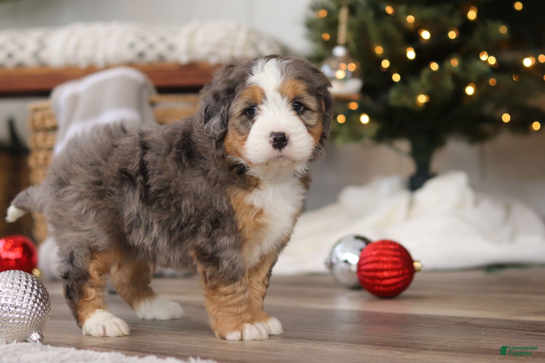 Mini Bernedoodle dogs for sale: Ollie - Ad 4