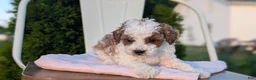 Miniature Poodle dogs for sale: Hunter - Ad 9