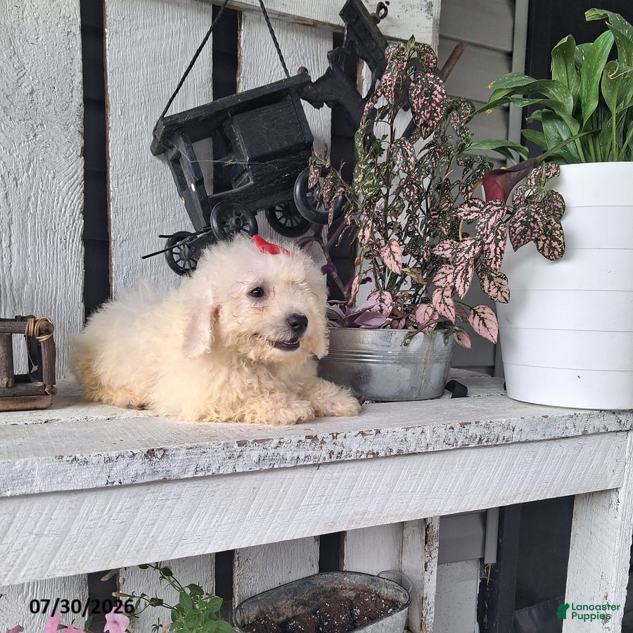 Bichon Frise dogs Katie - Ad 2