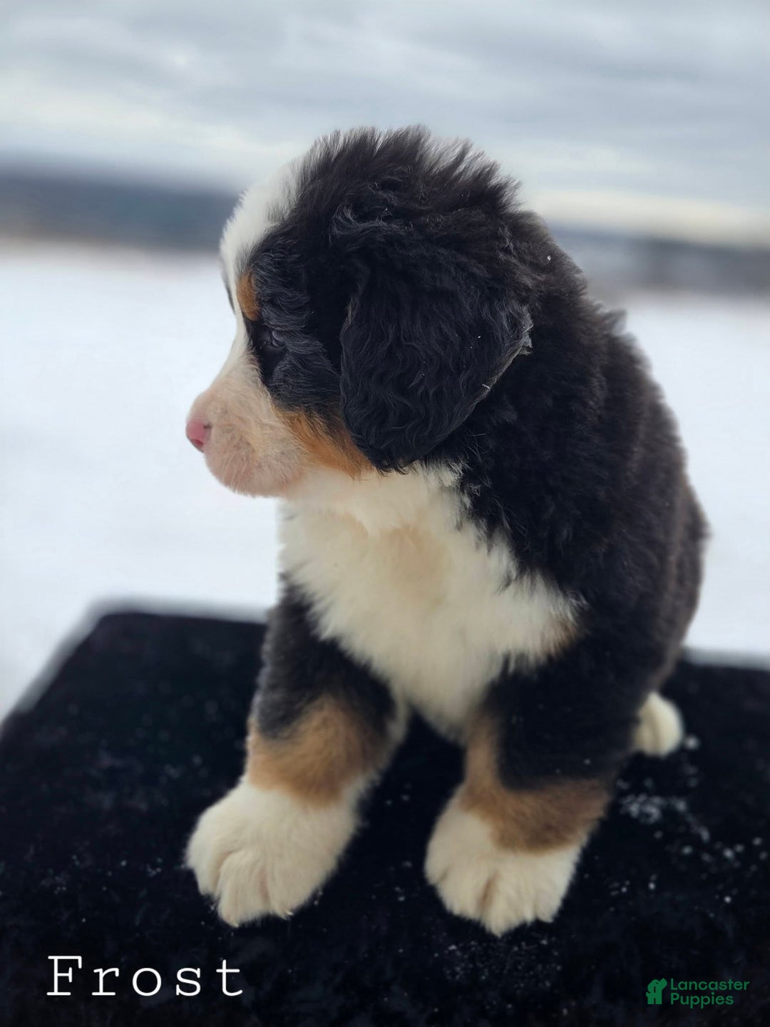 Bernese Mountain Dog dogs for sale: Frost - Ad 3