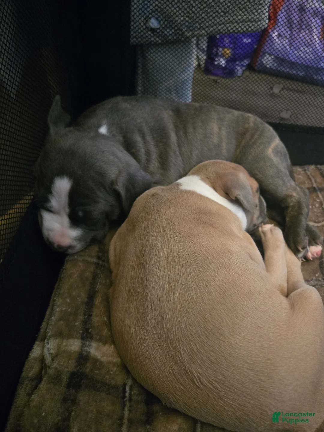 American Pit Bull Terrier dogs for sale: Miracle  - Ad 2