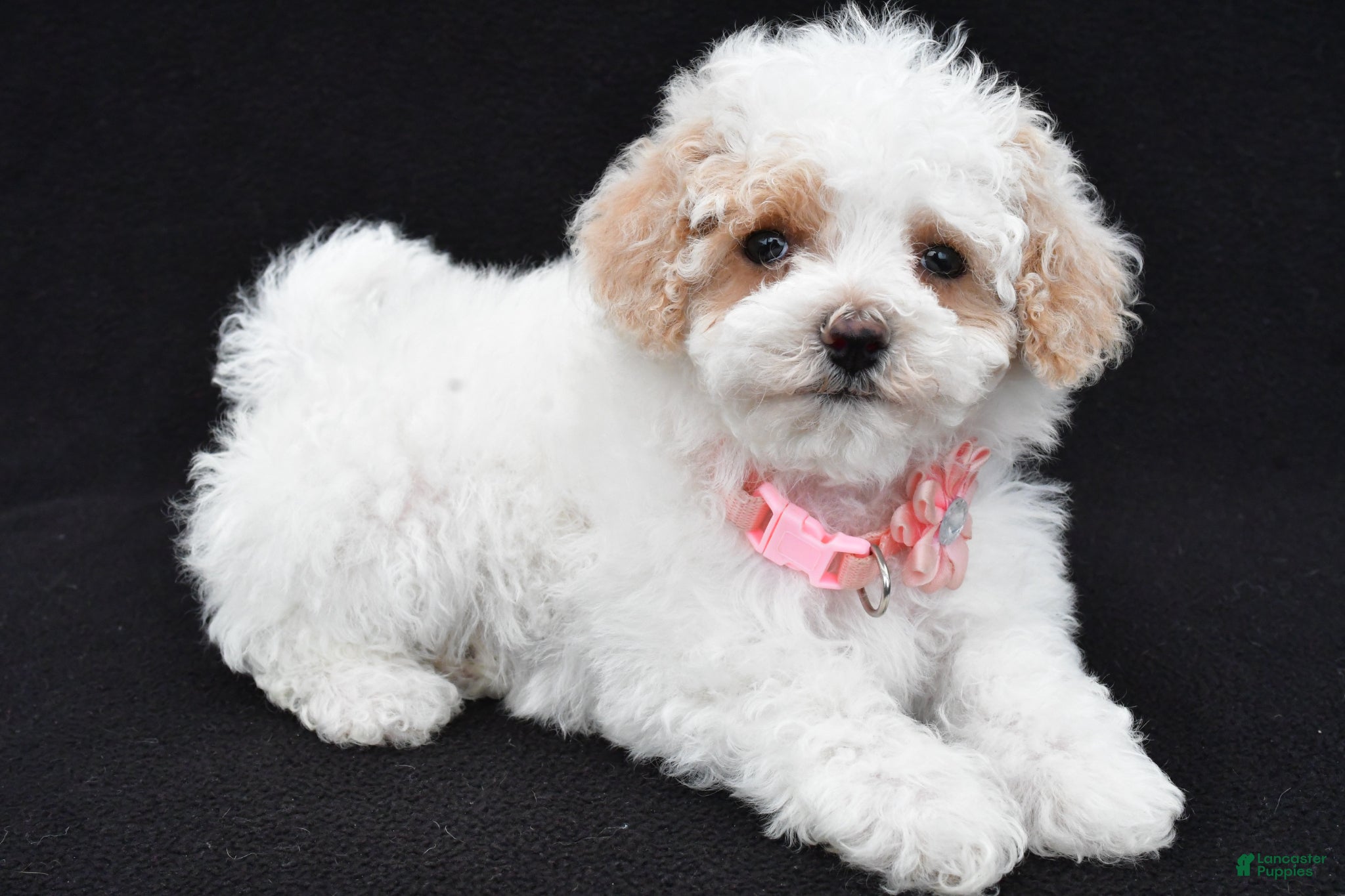 Maltipoo dogs Abby - Ad 1