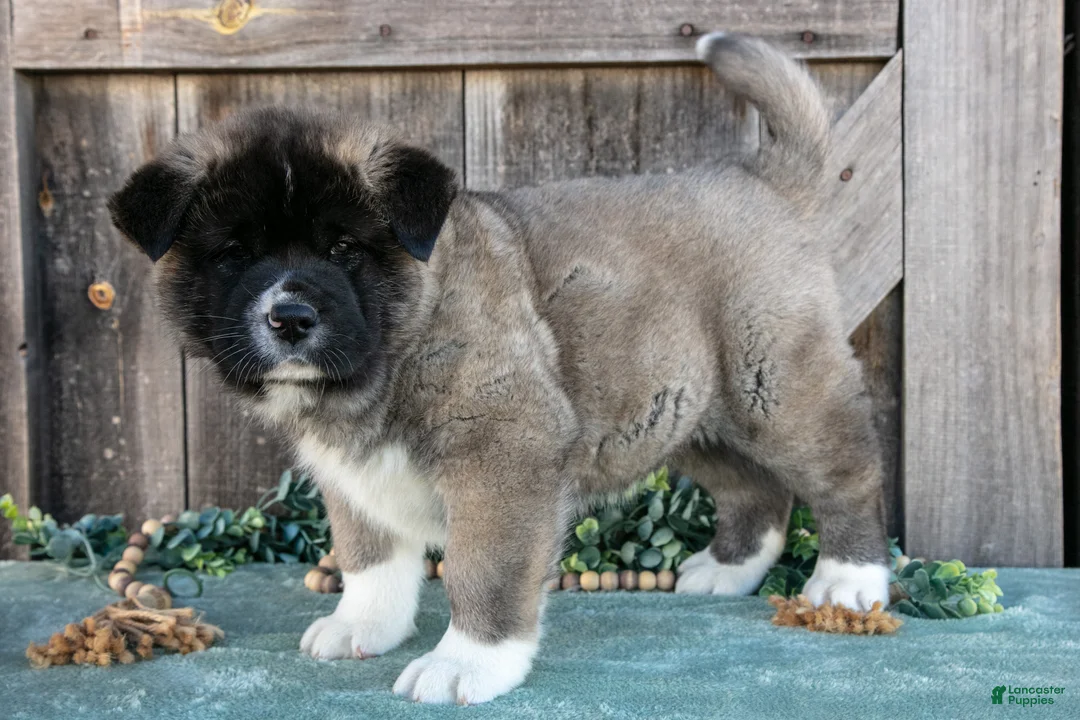 Akita dogs for sale: Sarge - Ad 1