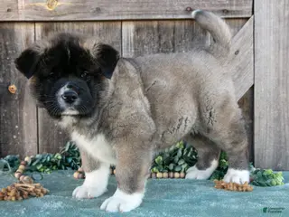 Akita dogs for sale: Sarge - Ad 3