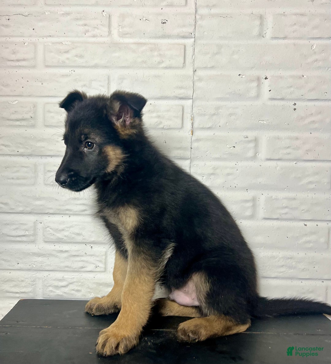 German Shepherd dogs for sale: Denver - Ad 4