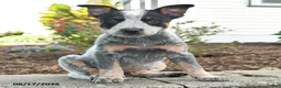 Australian Cattle Dog dogs for sale: Fin - Ad 3
