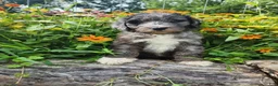 Mini Sheepadoodle dogs for sale: Comet - Ad 8
