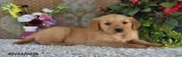 Golden Retriever dogs for sale: Frances - Ad 5