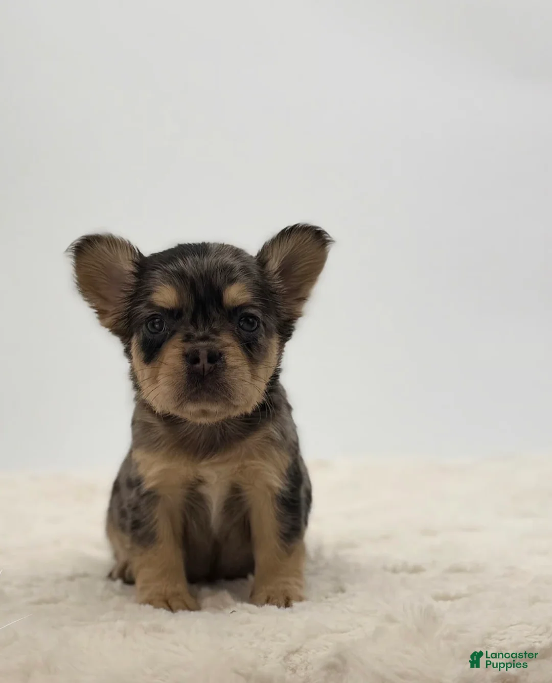 French Bulldog dogs for sale: 🐶 Meet Chanel – AKC Fluffy Female French Bulldog (Rare Coat) - Ad 2