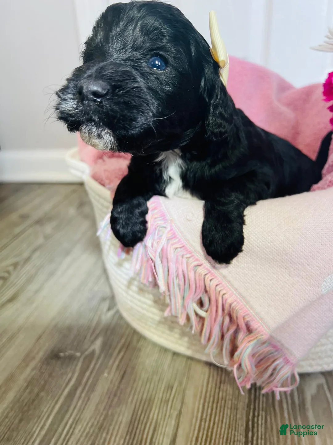 Miniature Poodle dogs for sale: Miniature Poodle Puppy 3 - Ad 2