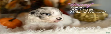 Honey