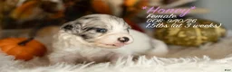 Bernedoodle dogs for sale: Honey - Ad 1